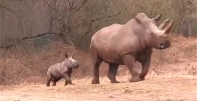 Σπάνιες εικόνες: Μωρό ρινόκερος κάνει τα πρώτα του βήματα (βίντεο)